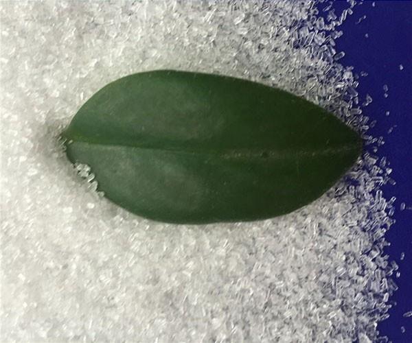 硫酸鎂價格：硫酸鎂用于農業中的優勢